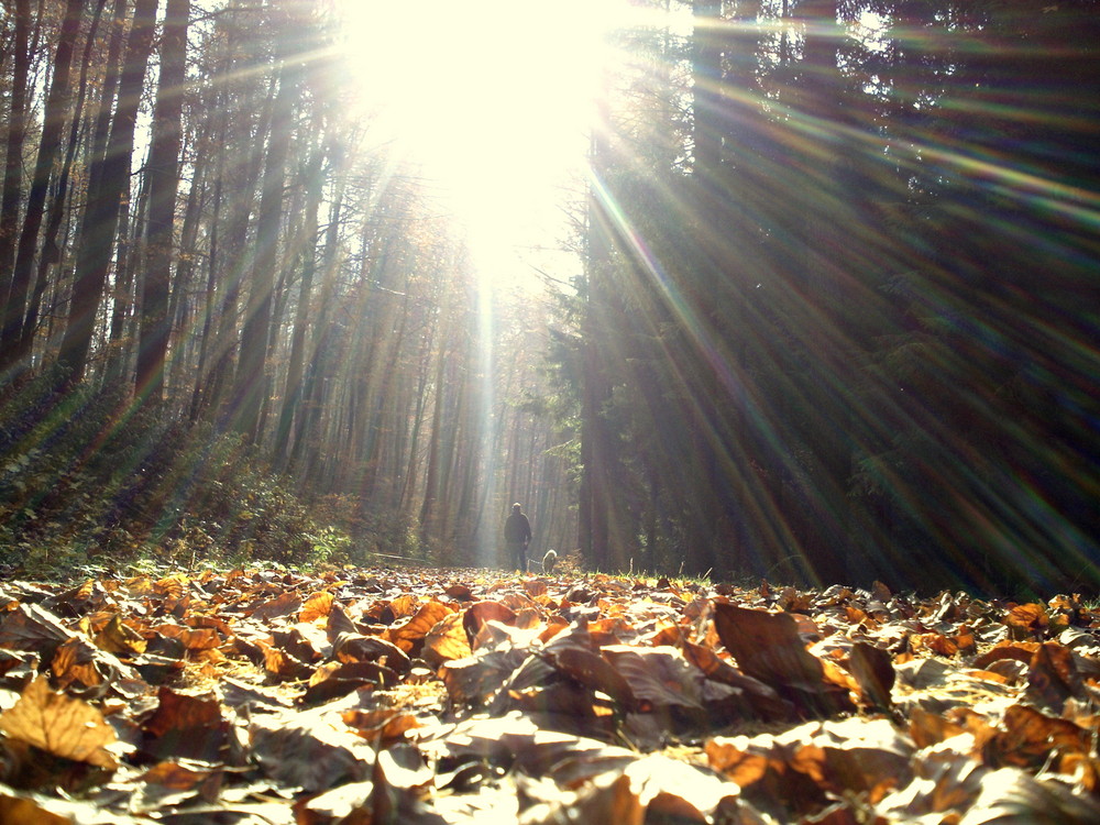 wunderschöner herbst