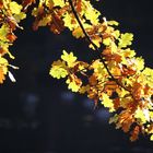 wunderschöner Herbst (2)