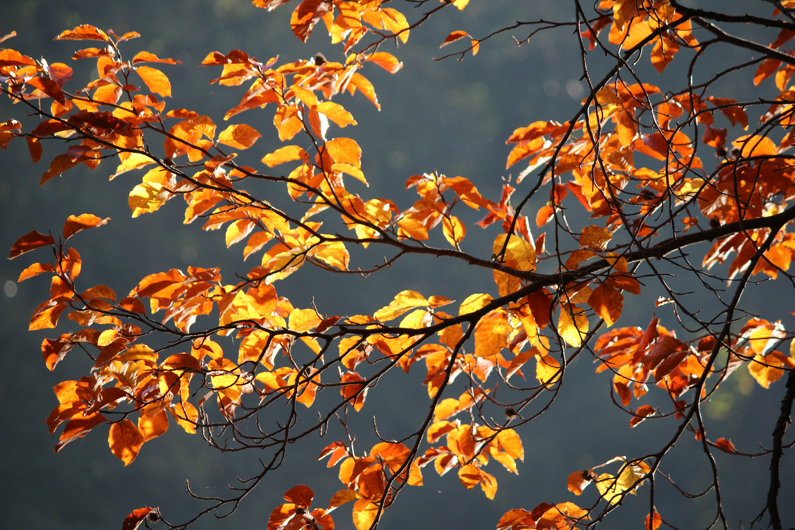 wunderschöner Herbst