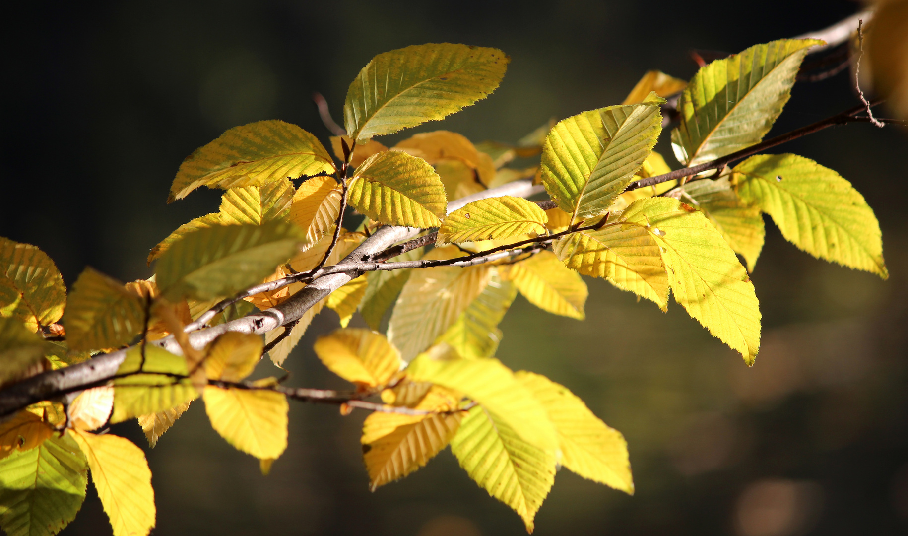 Wunderschöner Herbst (3)