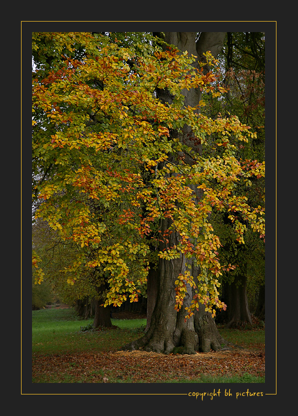 Wunderschöner Herbst