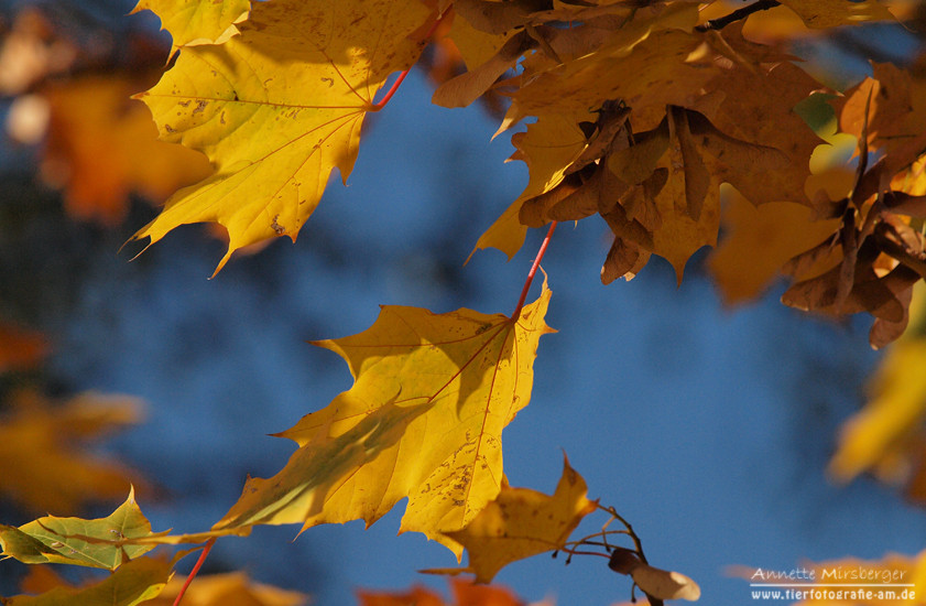 Wunderschöner Herbst