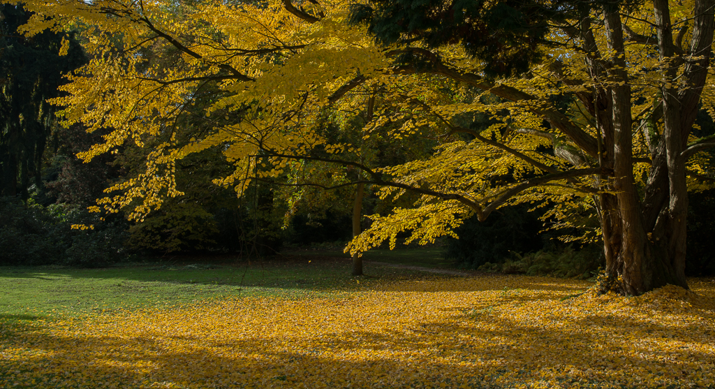 wunderschöner Herbst