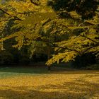 wunderschöner Herbst