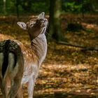 wunderschöner Herbsttag ......