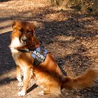 Wunderschöner Hund in der Ausbildung für die Polizei.