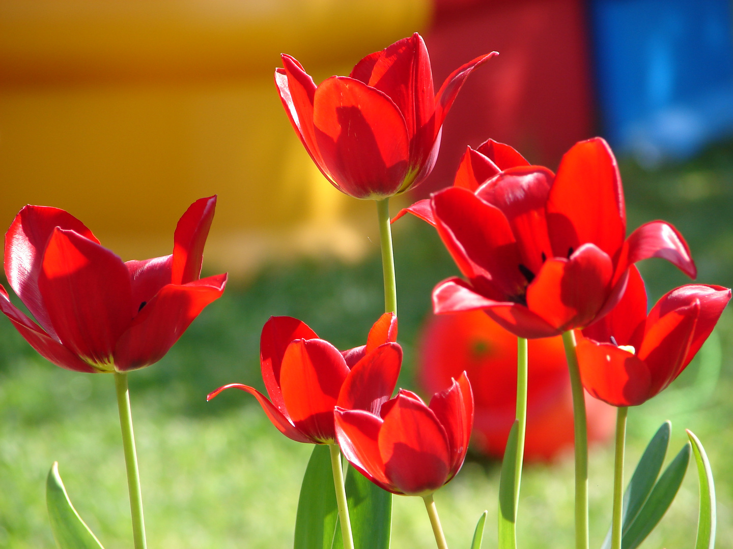 Wunderschöner Klatschmohn