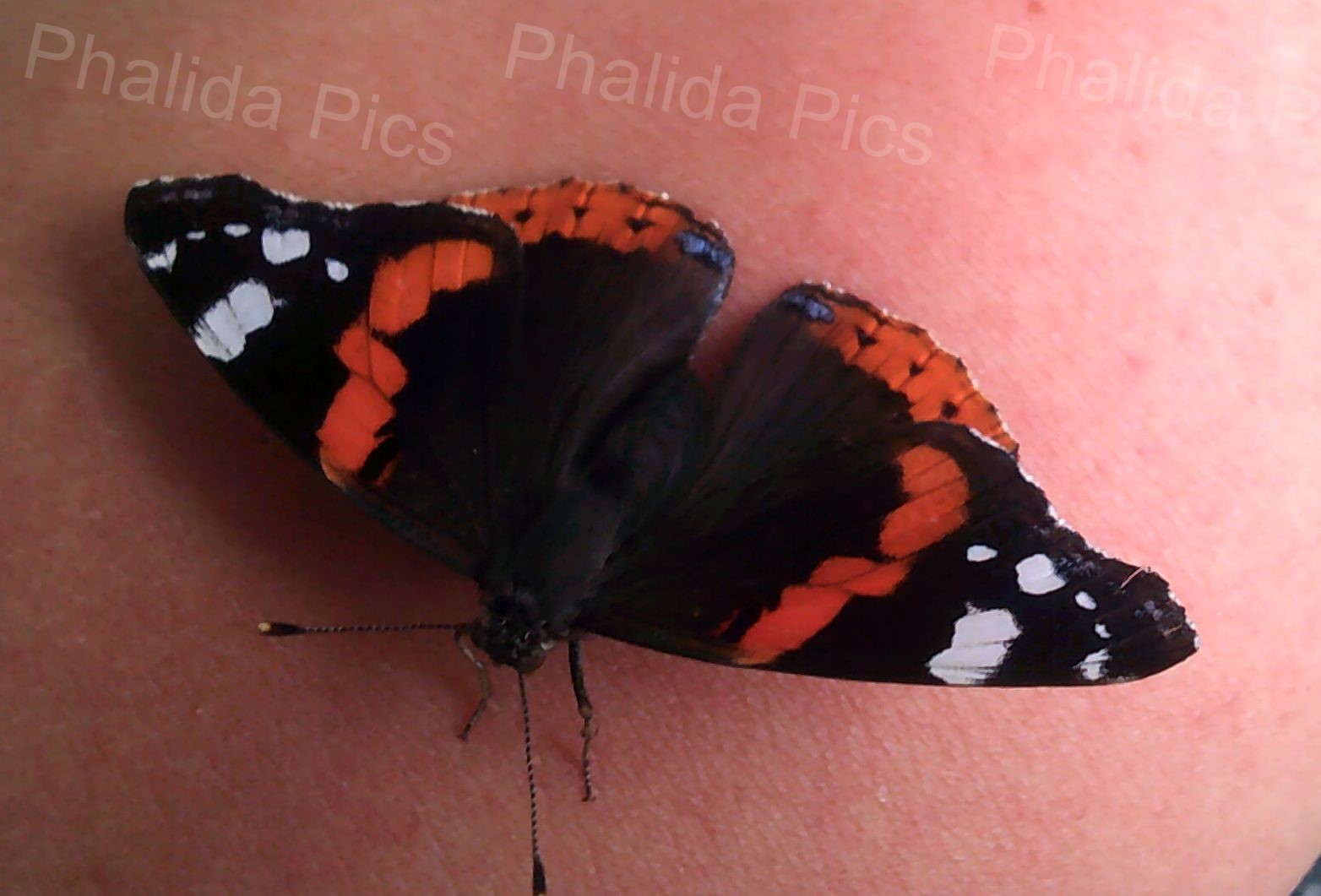 WUNDERschöner "kleiner Fuchsschwanz" (Schmetterling) auf meinem Arm. ;)