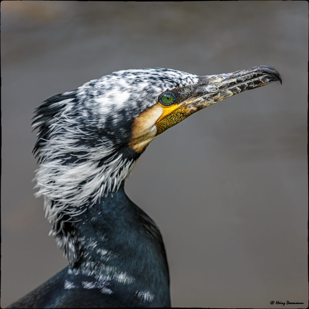 Wunderschöner Kormoran  in der Lobau in Wien