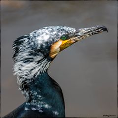 Wunderschöner Kormoran  in der Lobau in Wien