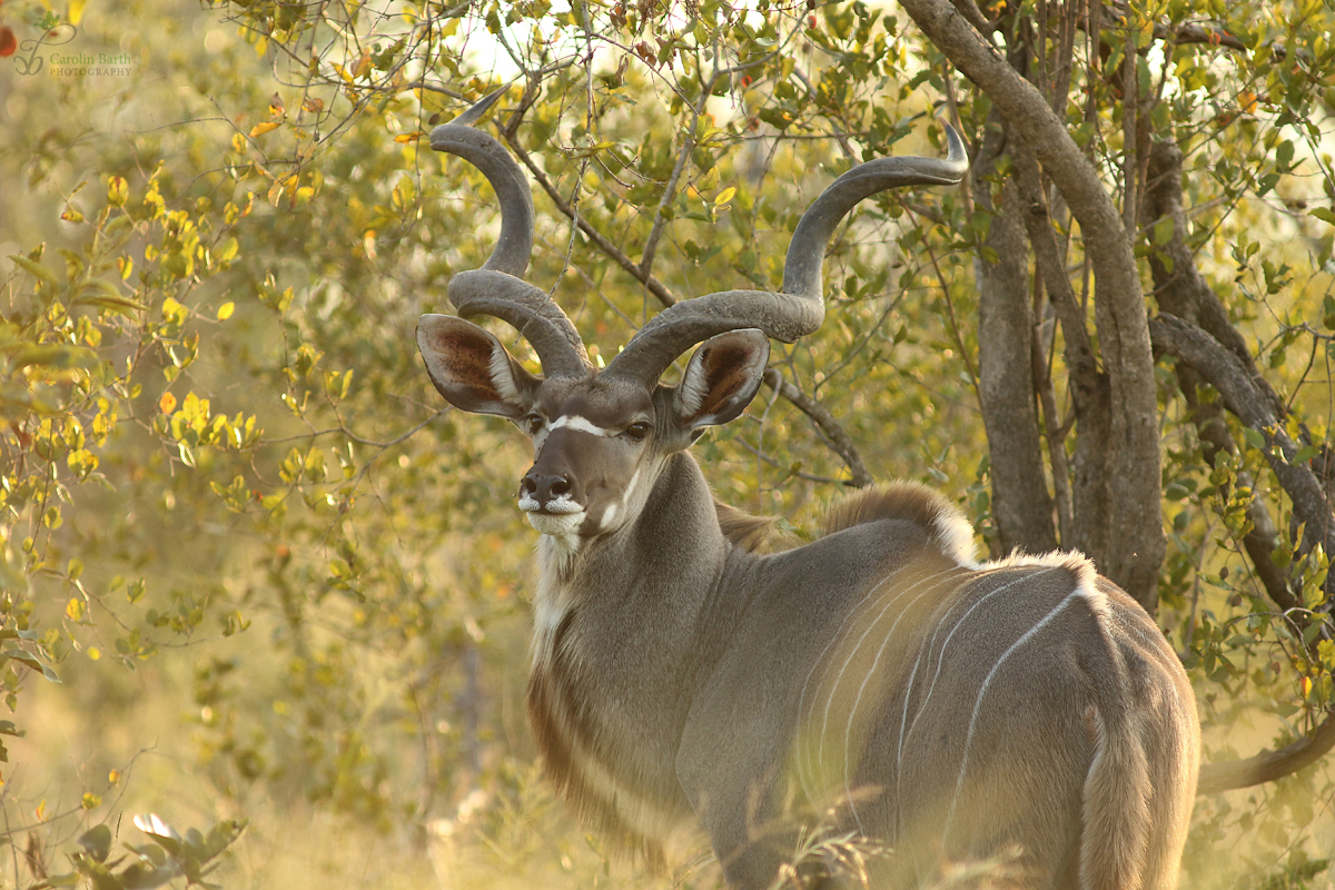 Wunderschöner Kudu im Morgenlicht...