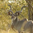 Wunderschöner Kudu im Morgenlicht...