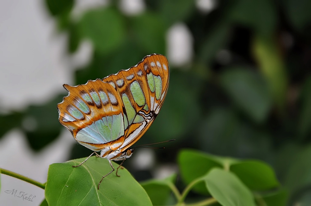 wunderschöner Schmetterling Neubau wunderschöner Schmetterling Neubau