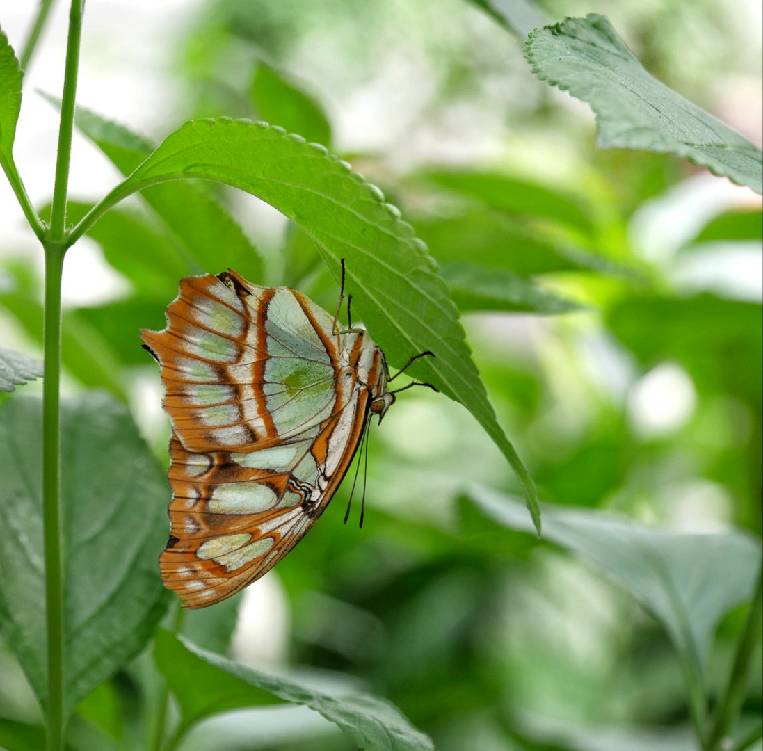 Wunderschöner Malachitfalter in Pose