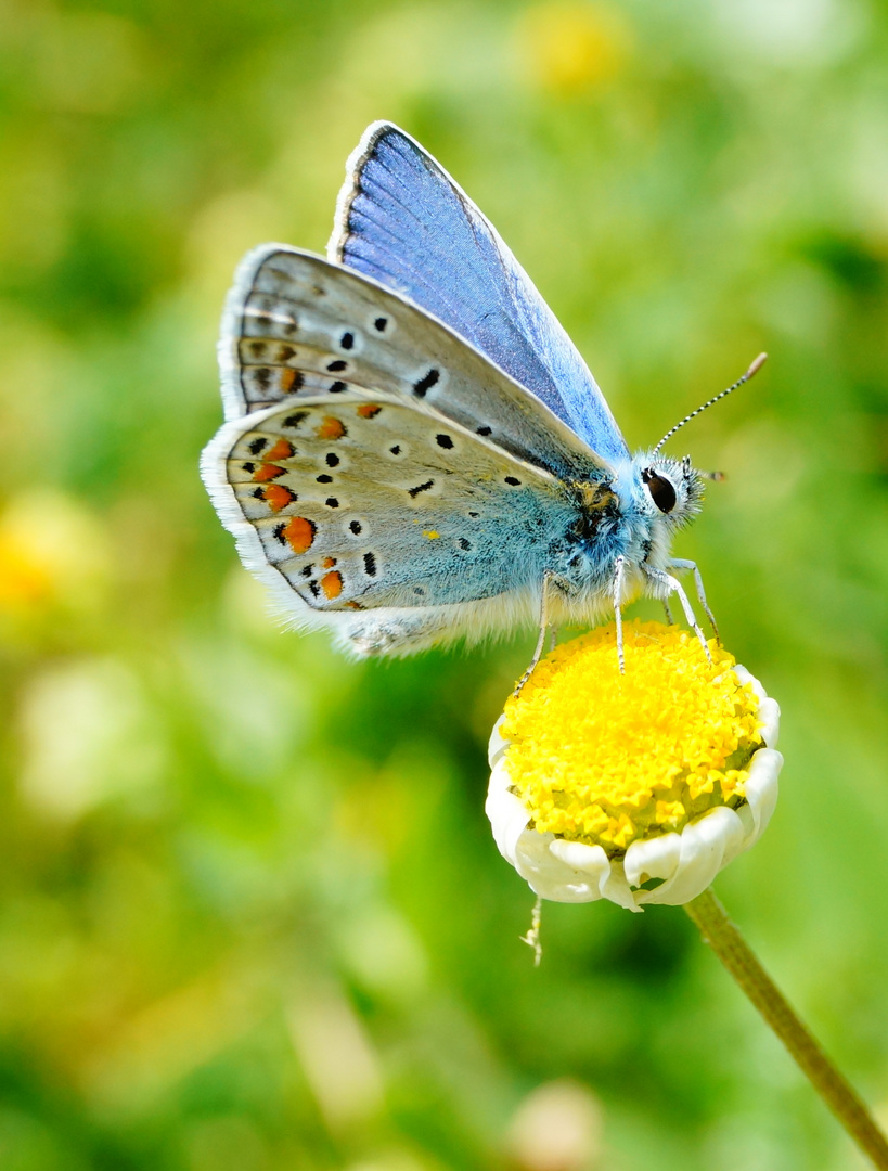 wunderschöner mini Schmetterling