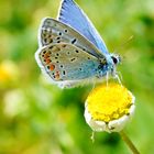 wunderschöner mini Schmetterling