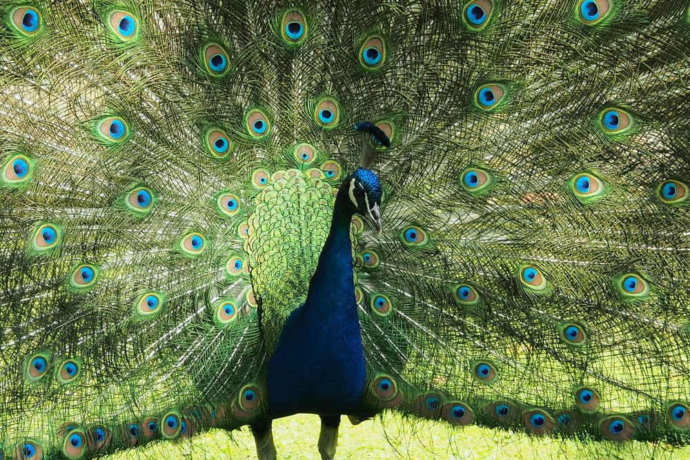 wunderschöner Pfau