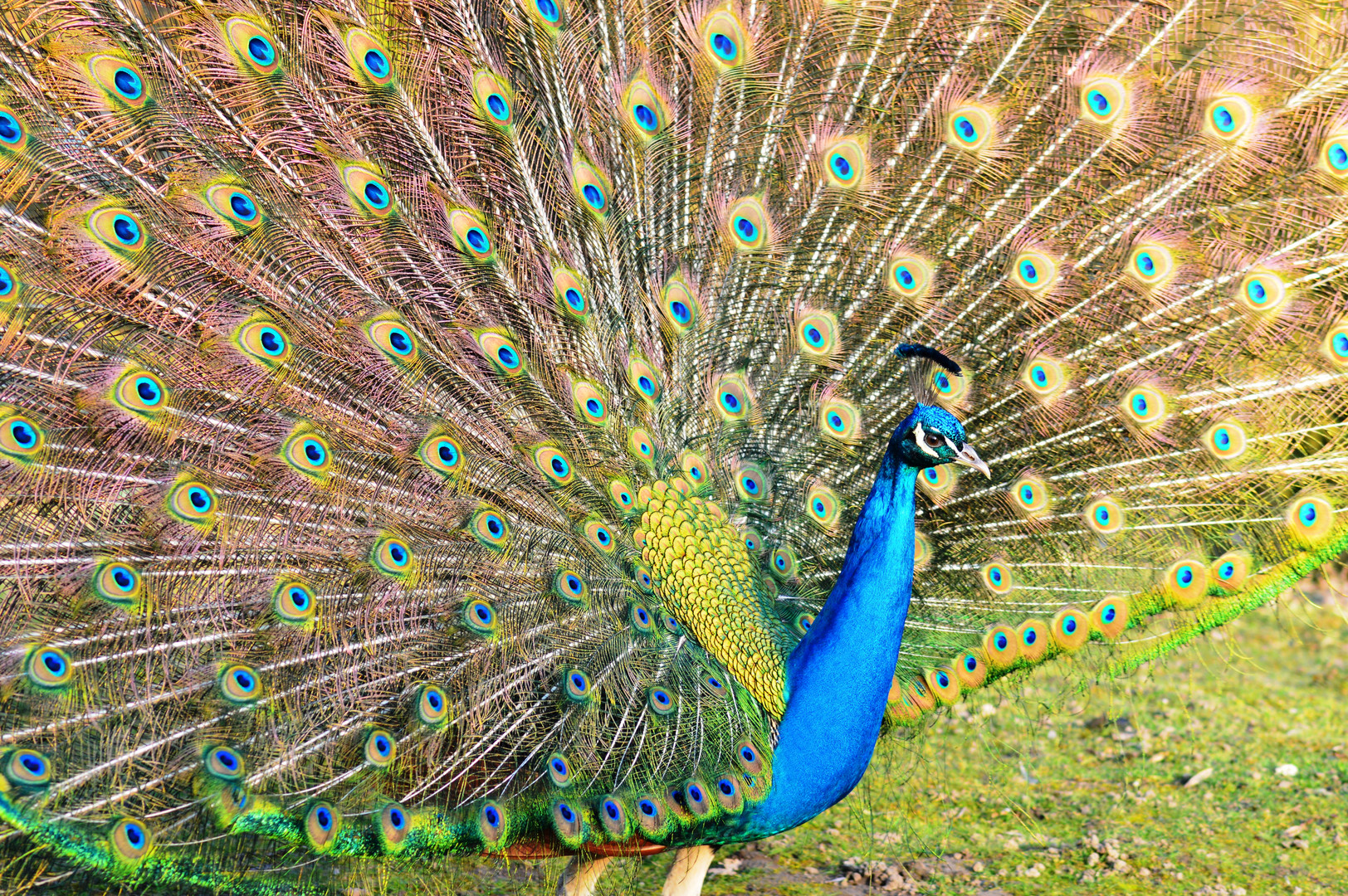 wunderschöner Pfau / beautiful Peacock