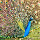 wunderschöner Pfau / beautiful Peacock