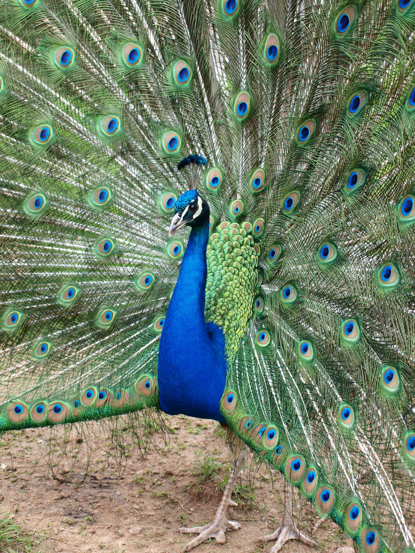 wunderschöner Pfau