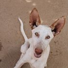 Wunderschöner Podenco/Galgo mix