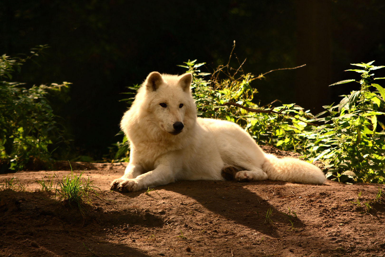 Wunderschöner Polarwolf..