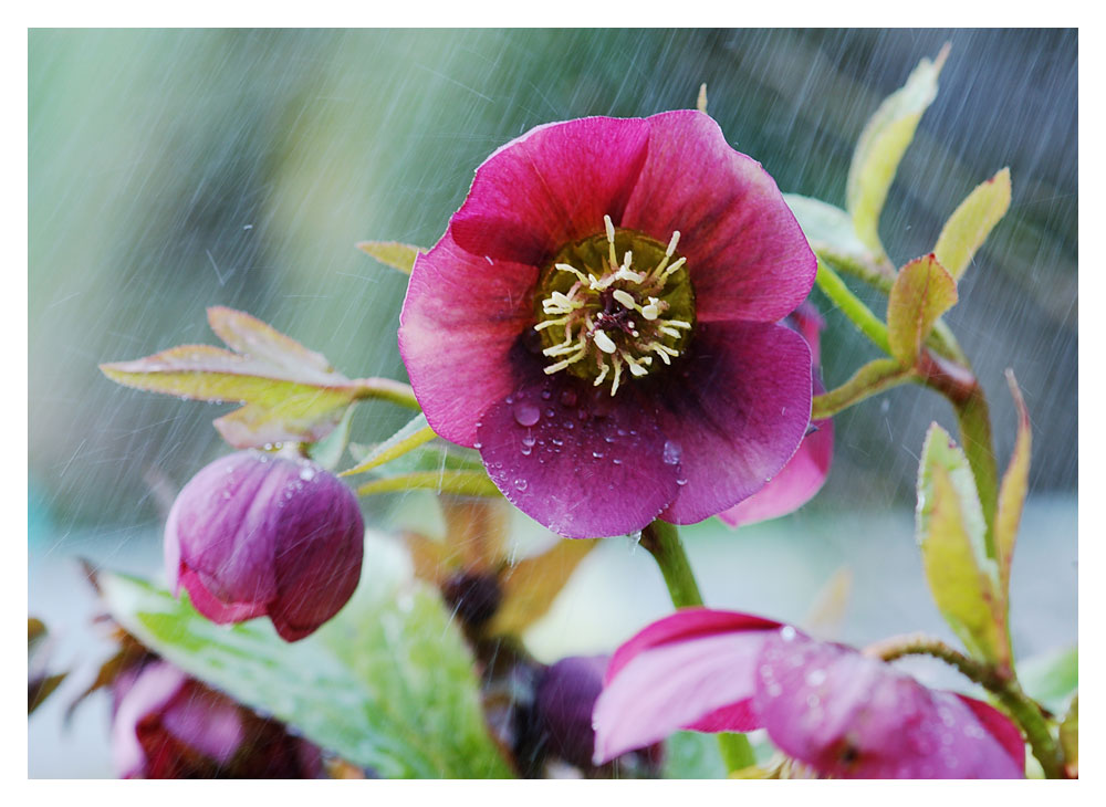 Wunderschöner Regen