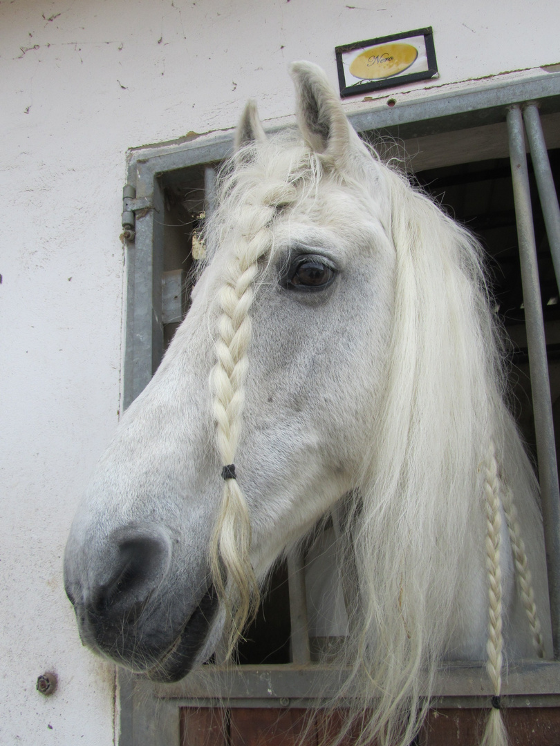 Wunderschöner Schimmel