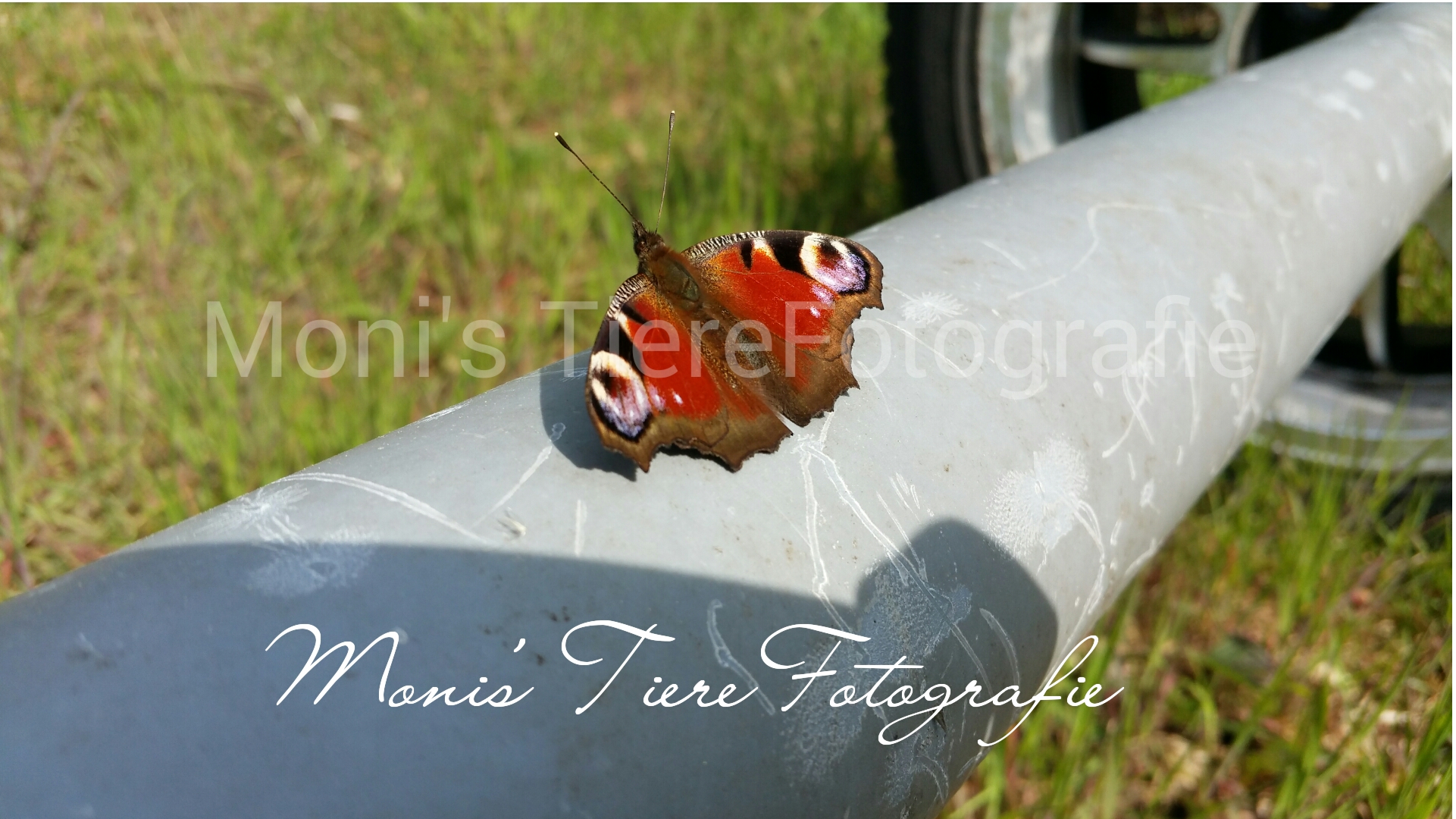 Wunderschöner Schmetterling