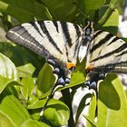 Wunderschöner Schmetterling