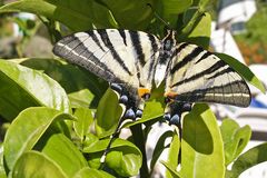 Wunderschöner Schmetterling