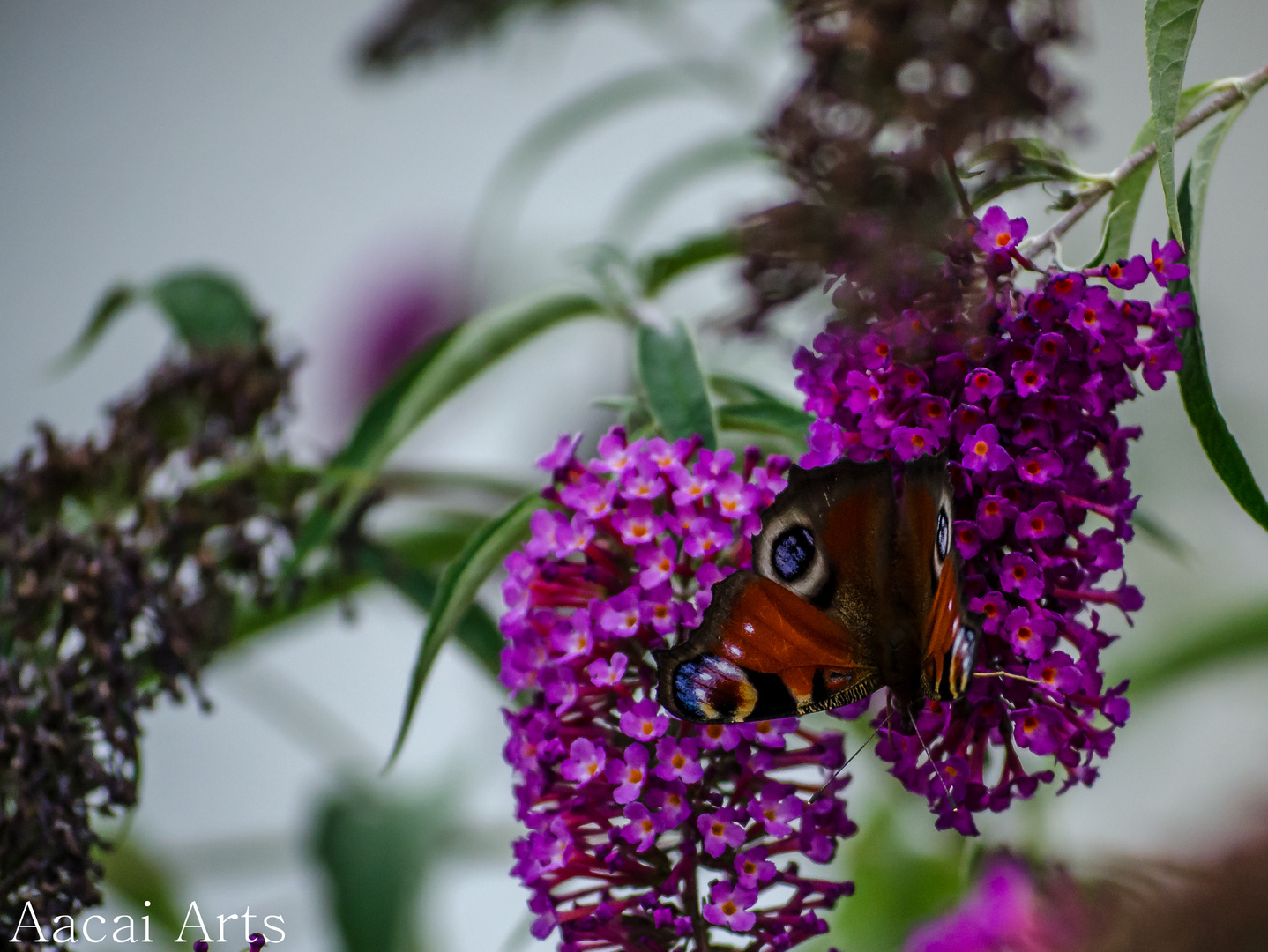 Wunderschöner Schmetterling auf lila Flieder
