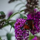 Wunderschöner Schmetterling auf lila Flieder