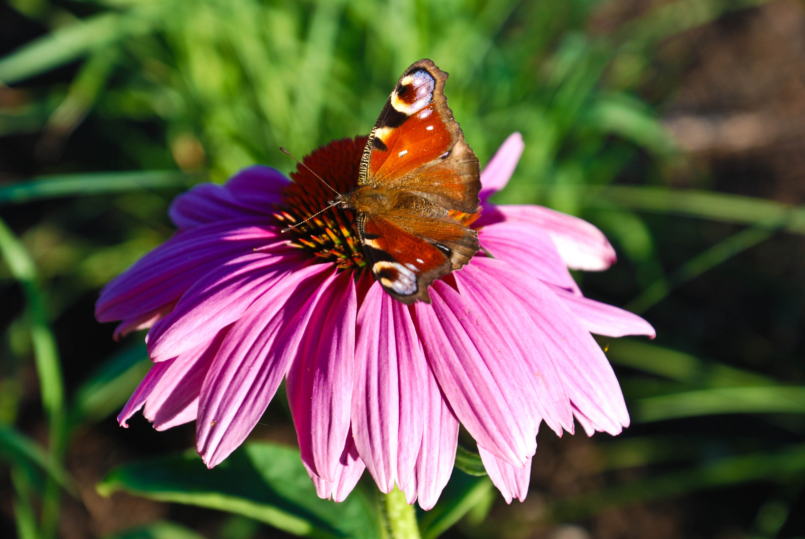 Wunderschöner Schmetterling