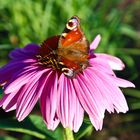 Wunderschöner Schmetterling