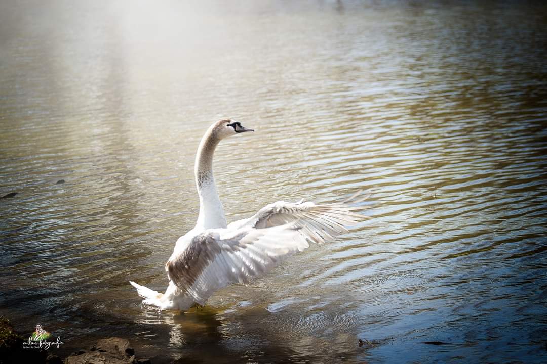 Wunderschöner Schwan