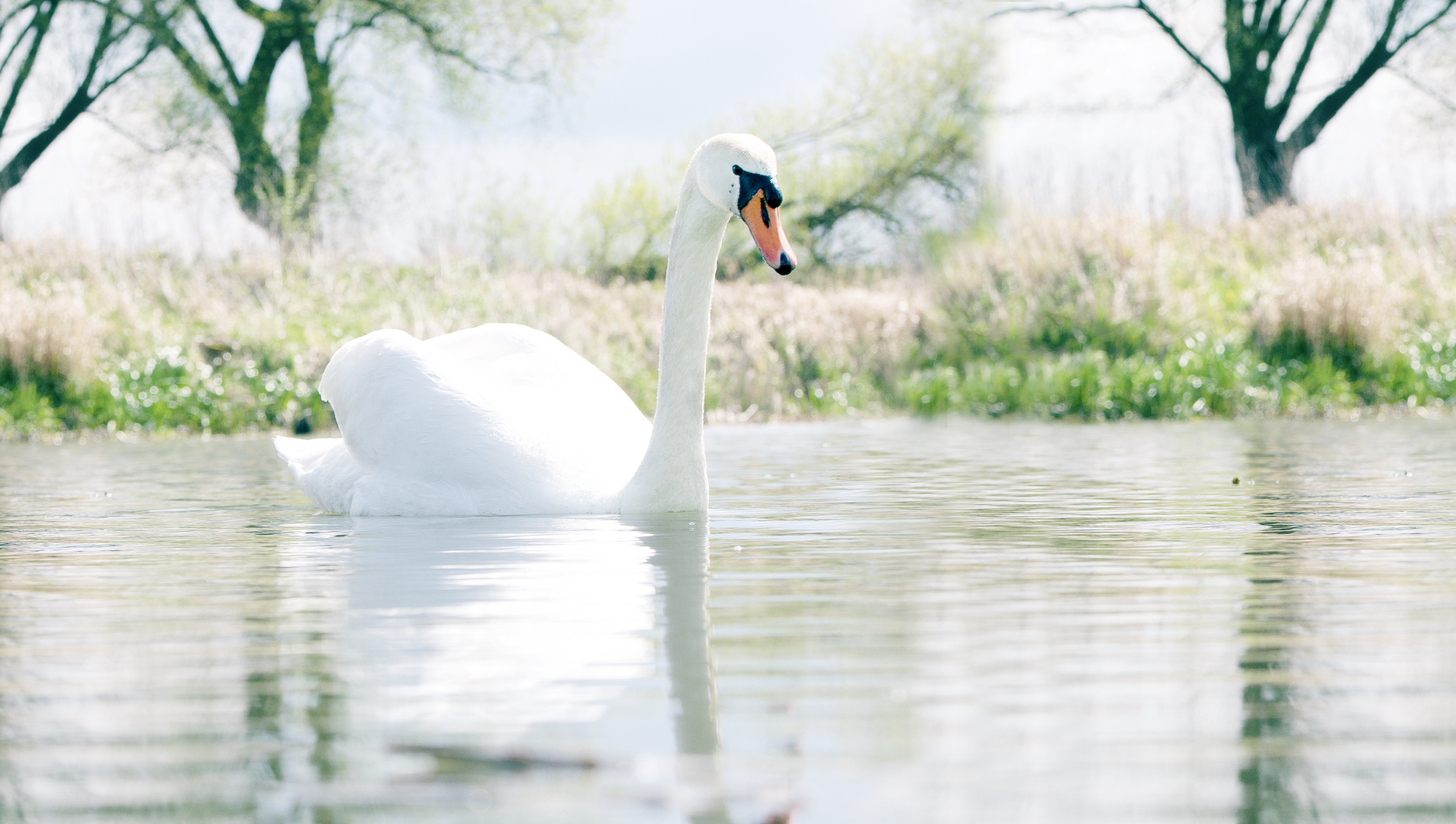 Wunderschöner Schwan