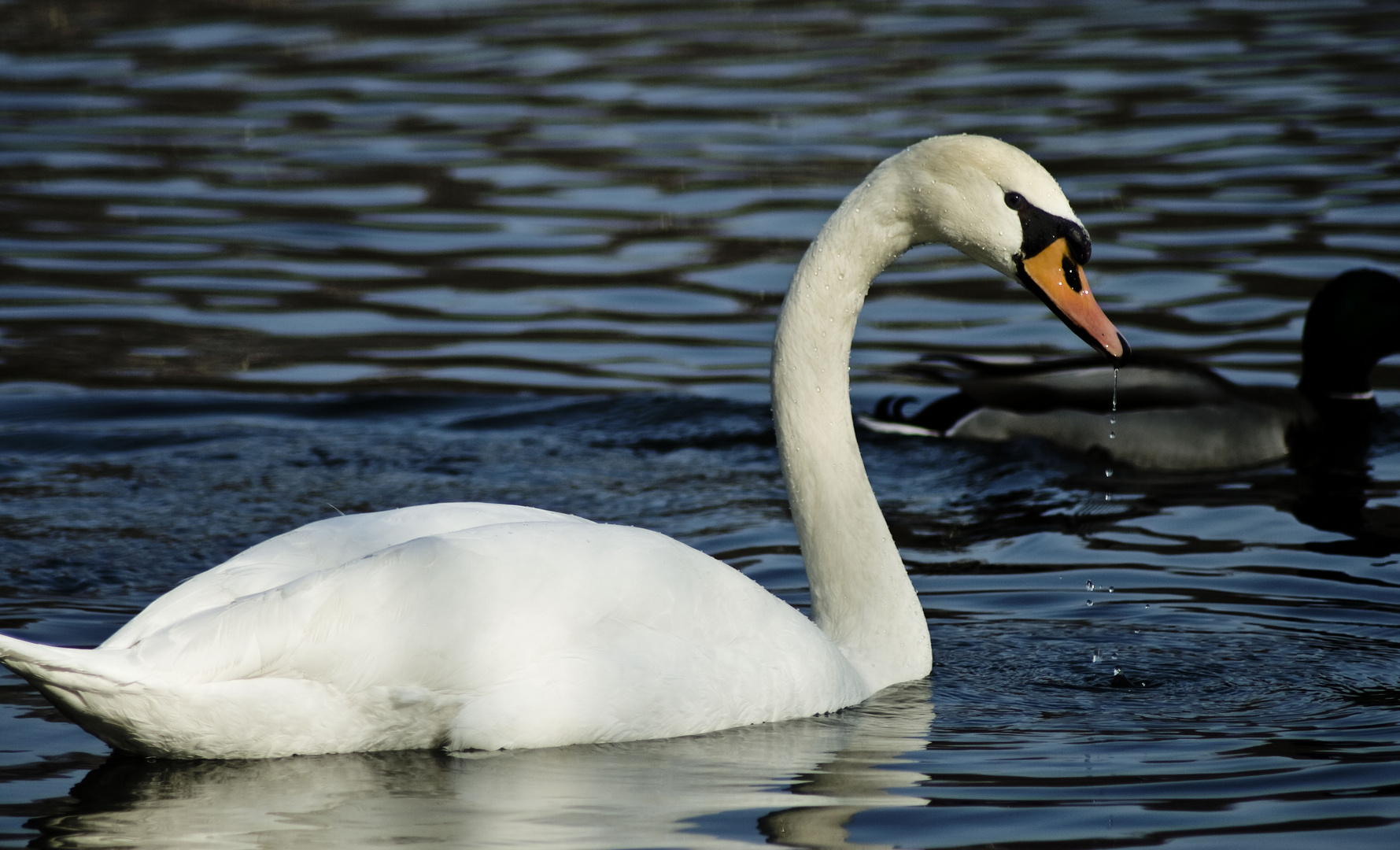 Wunderschöner Schwan