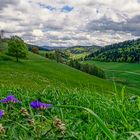 ~~~ Wunderschöner Schwarzwald ~~~