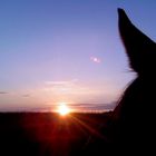 wunderschöner Sommerabend