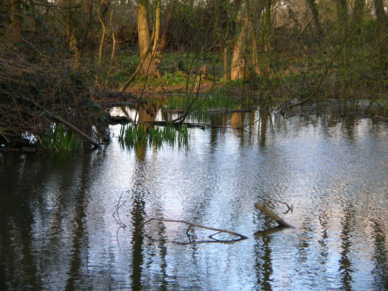 Wunderschöner Teich im Wald von England, 2nd