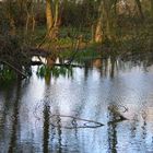 Wunderschöner Teich im Wald von England, 2nd