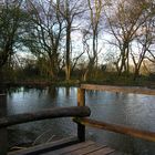 Wunderschöner Teich im Wald von England
