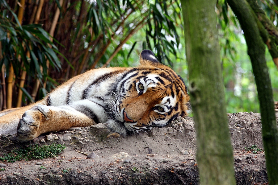 wunderschöner Tiger