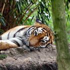 wunderschöner Tiger