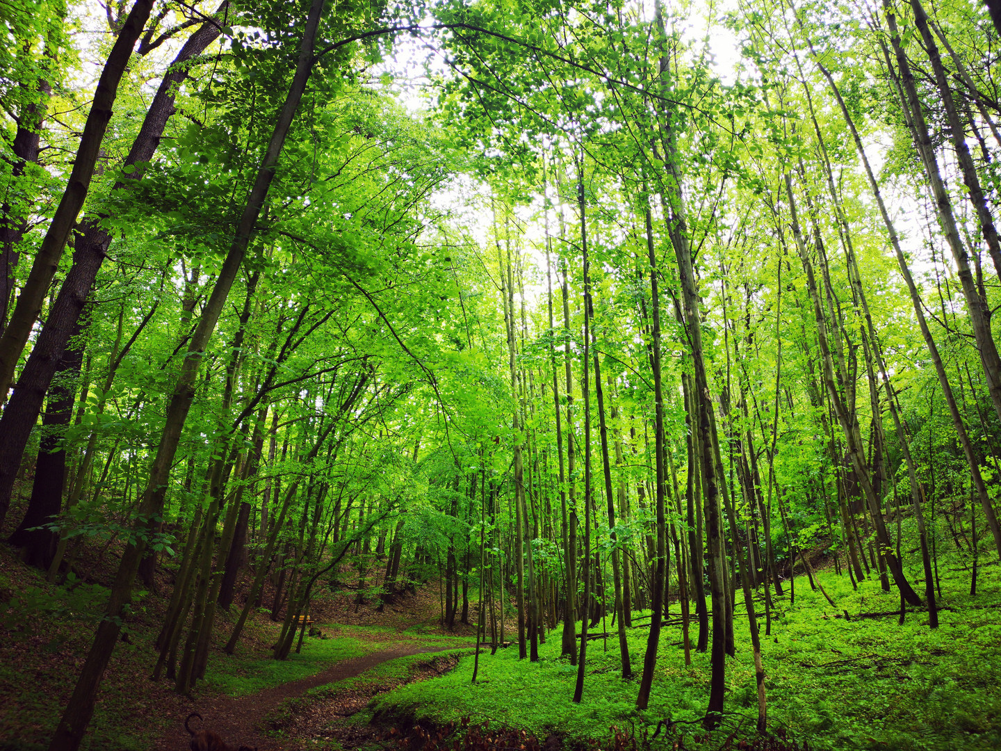 Wunderschöner Wald in saftigen Grün 