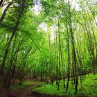 Wunderschöner Wald in saftigen Grün 