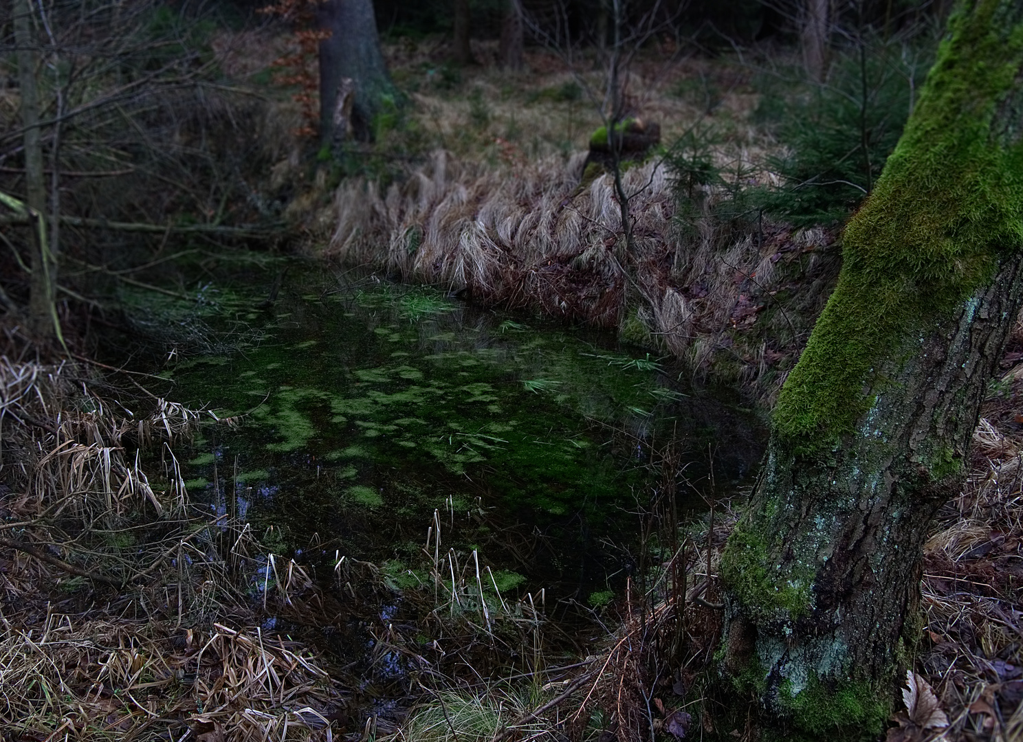 wunderschöner Weiher