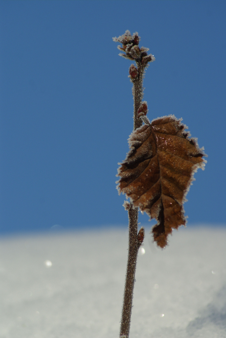 Wunderschöner Winter