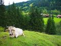 Wunderschönes Allgäu von Fotobar 